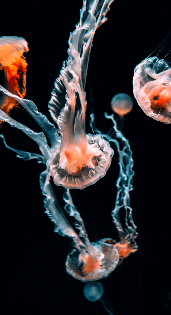Jellyfis-17.png