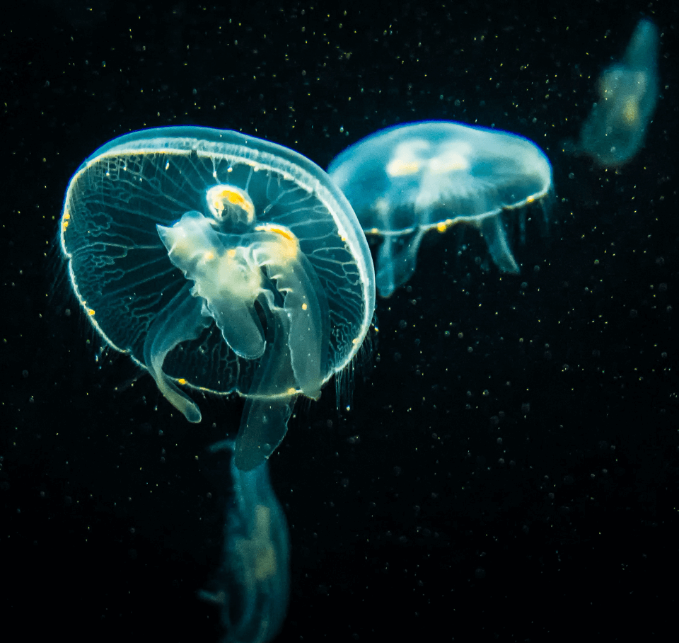Jellyfis-7.png