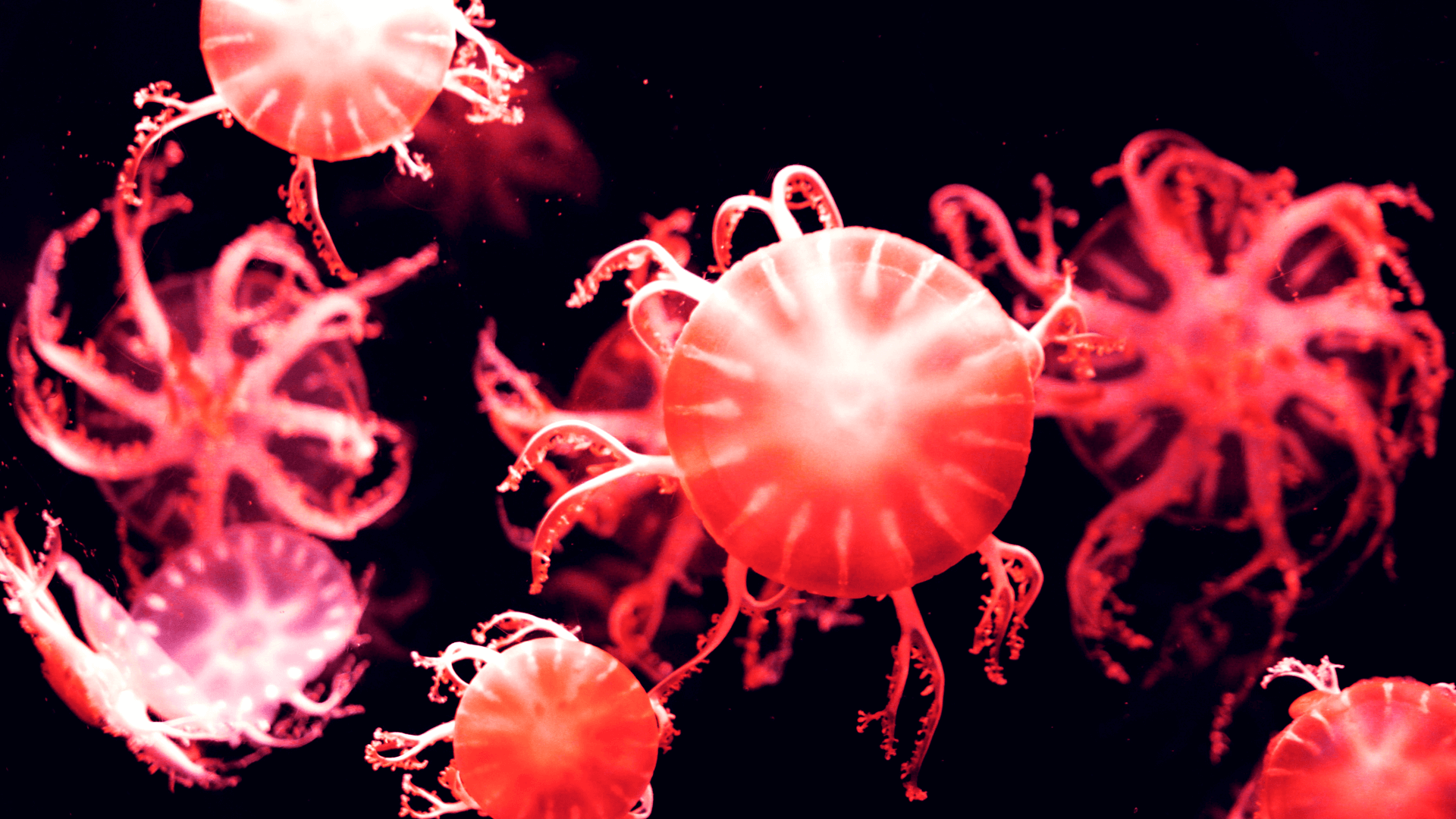 Jellyfish-1.png